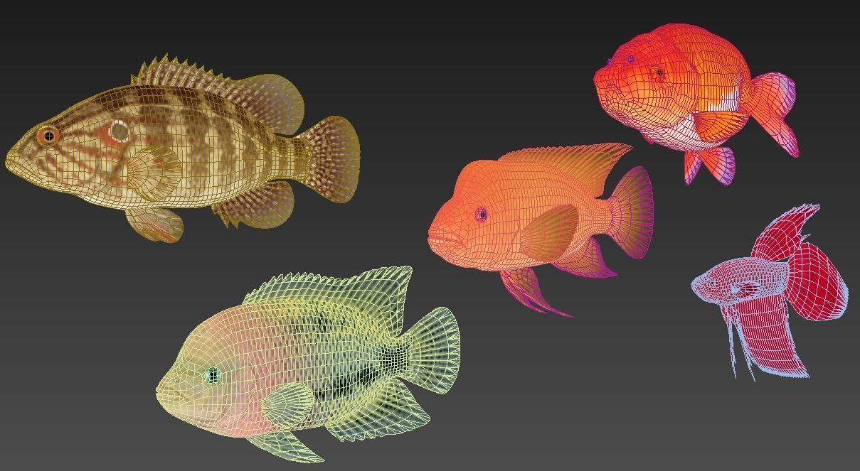 Fish Collection 01 Low-poly 3D model_12
