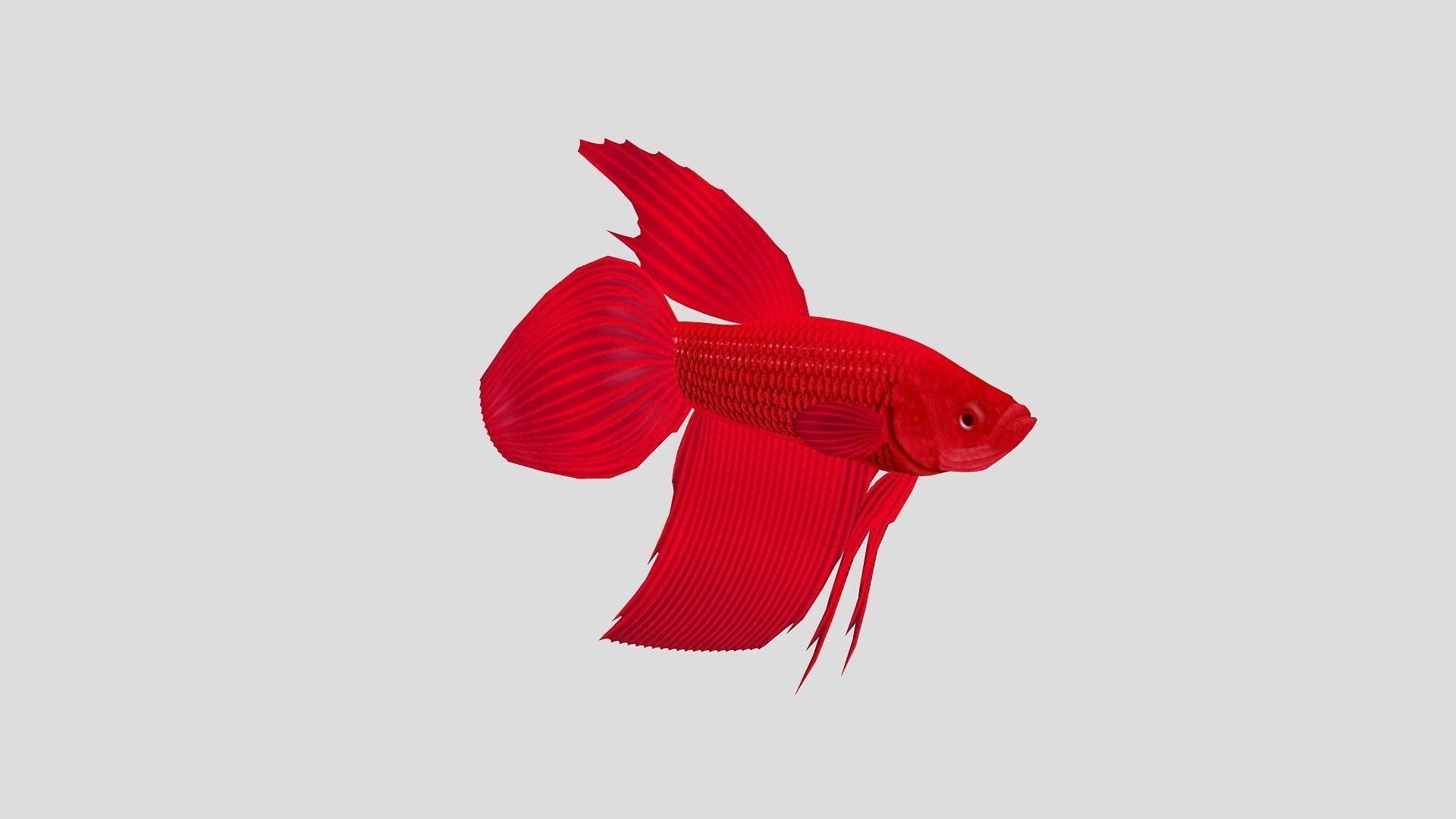 Fish Collection 01 Low-poly 3D model_9
