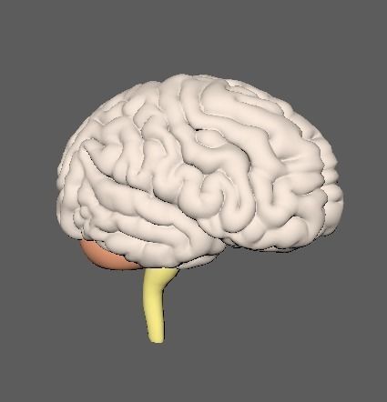 Human Brain 3D model Nervous  Low-poly 3D model