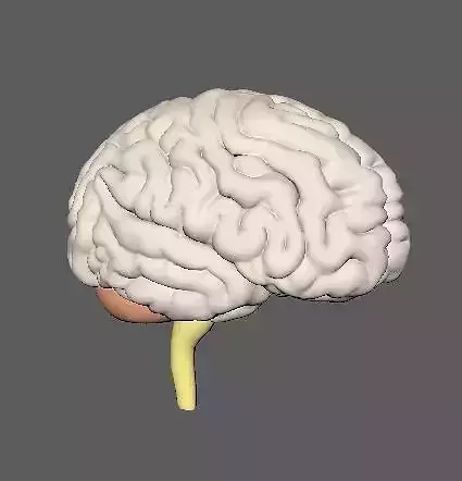 Human Brain 3D model Nervous  Low-poly 3D model