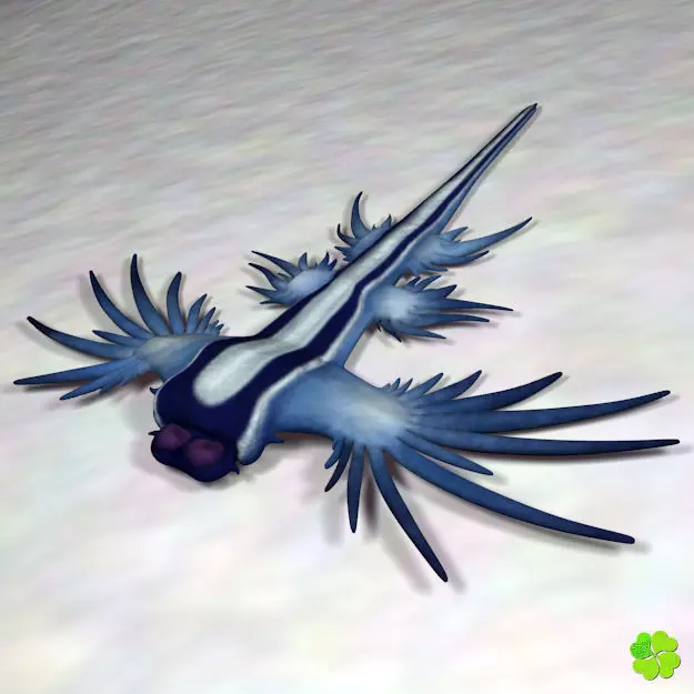 Glaucus atlanticus low poly Low-poly 3D model_0