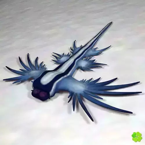 Glaucus atlanticus low poly Low-poly 3D model Glaucus atlanticus low poly Low-poly 3D model