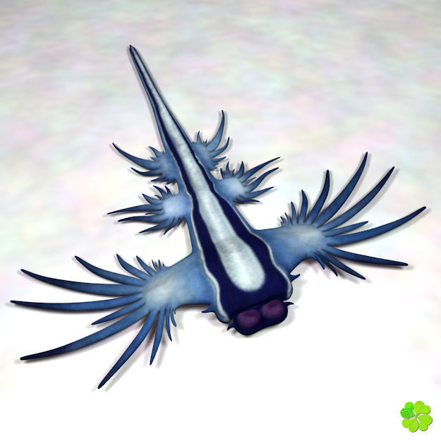 Glaucus atlanticus low poly Low-poly 3D model_4