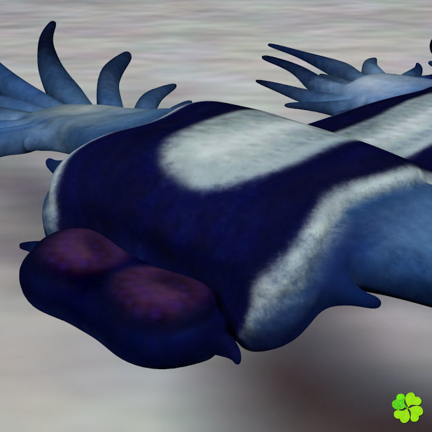 Glaucus atlanticus low poly Low-poly 3D model_2