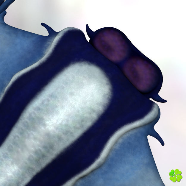 Glaucus atlanticus low poly Low-poly 3D model_11