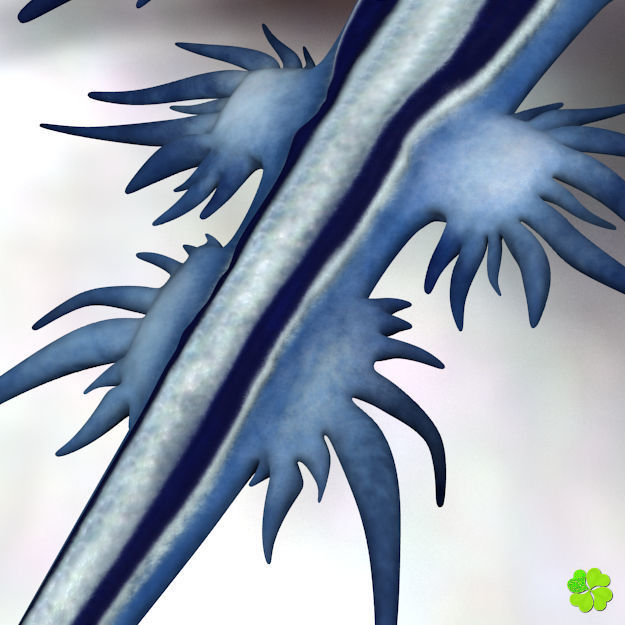 Glaucus atlanticus low poly Low-poly 3D model_5