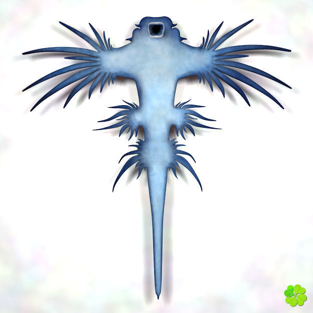 Glaucus atlanticus low poly Low-poly 3D model_9