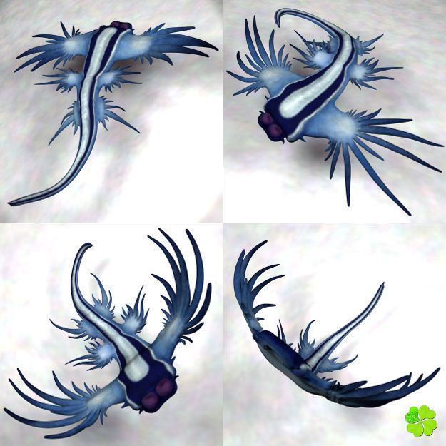 Glaucus atlanticus low poly Low-poly 3D model_1