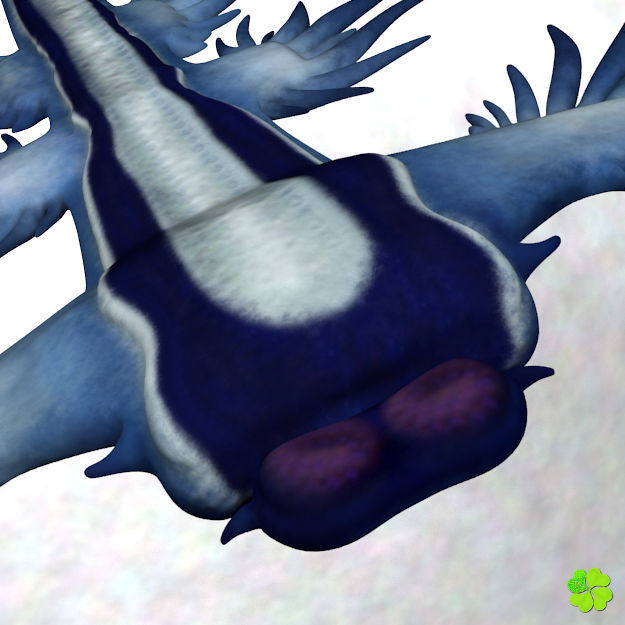 Glaucus atlanticus low poly Low-poly 3D model_7