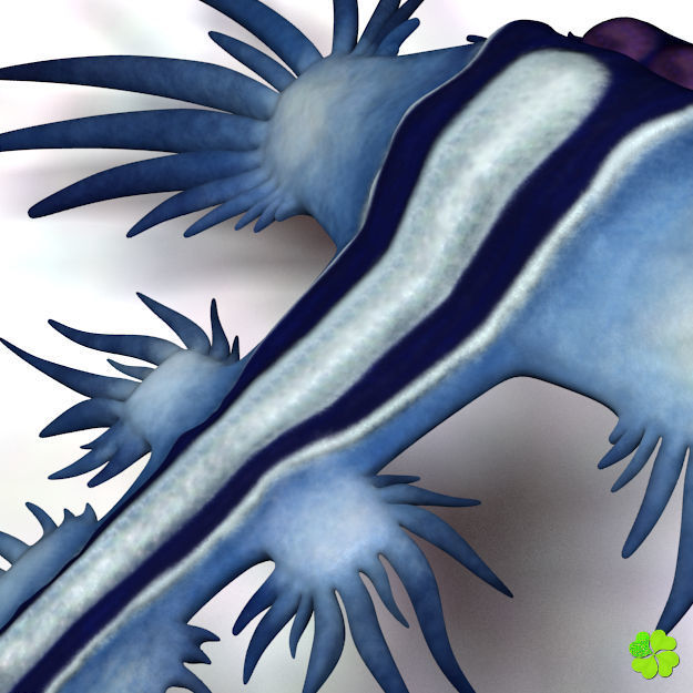 Glaucus atlanticus low poly Low-poly 3D model_3