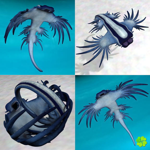 Glaucus atlanticus low poly Low-poly 3D model_12