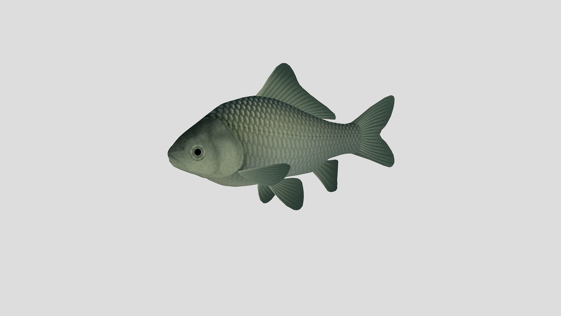 Fish Collection 02 Low-poly 3D model_10