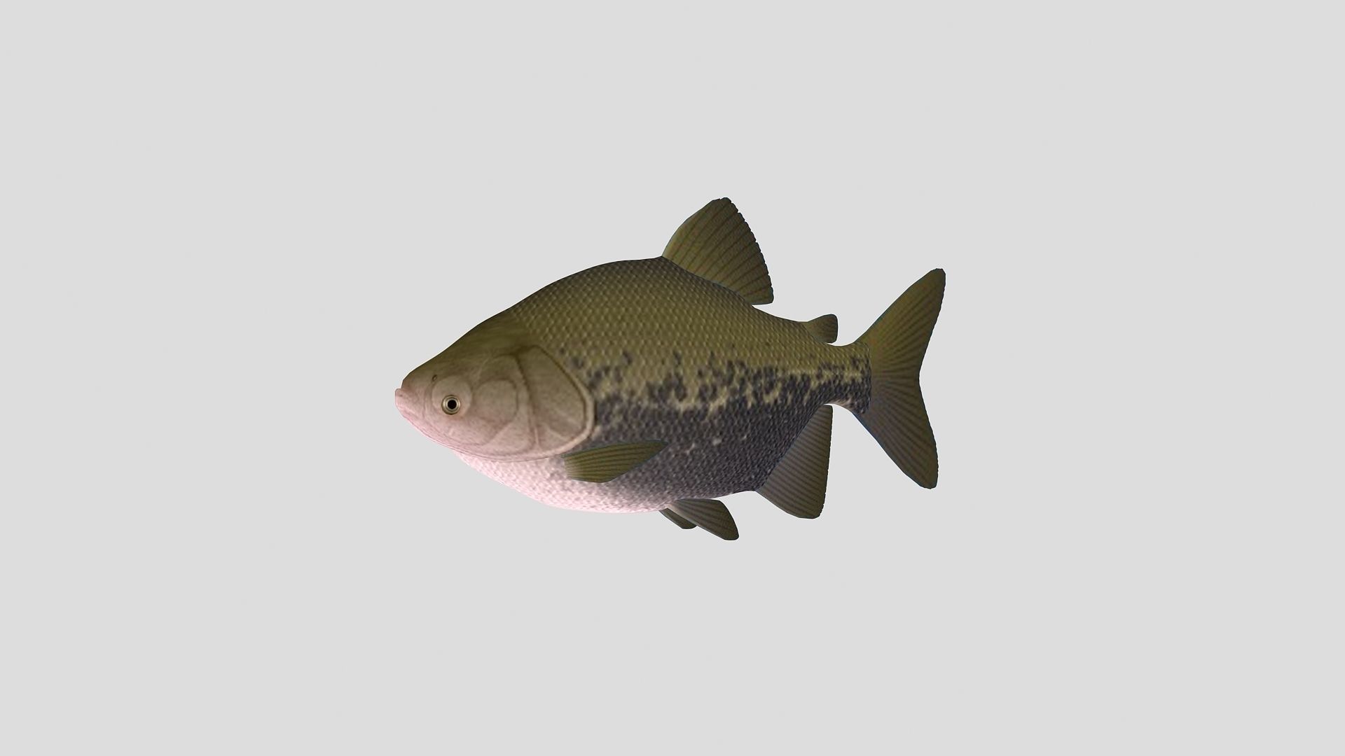 Fish Collection 02 Low-poly 3D model_2