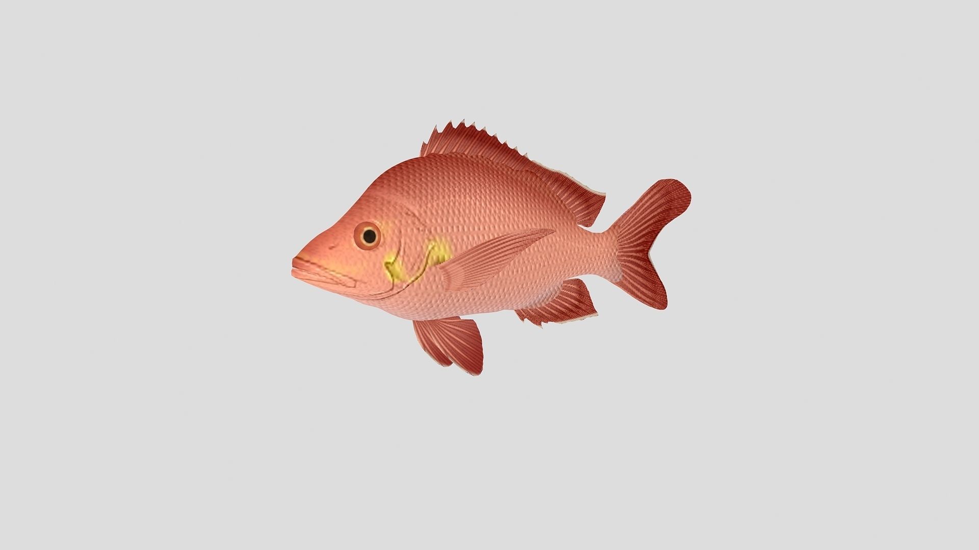 Fish Collection 02 Low-poly 3D model_8