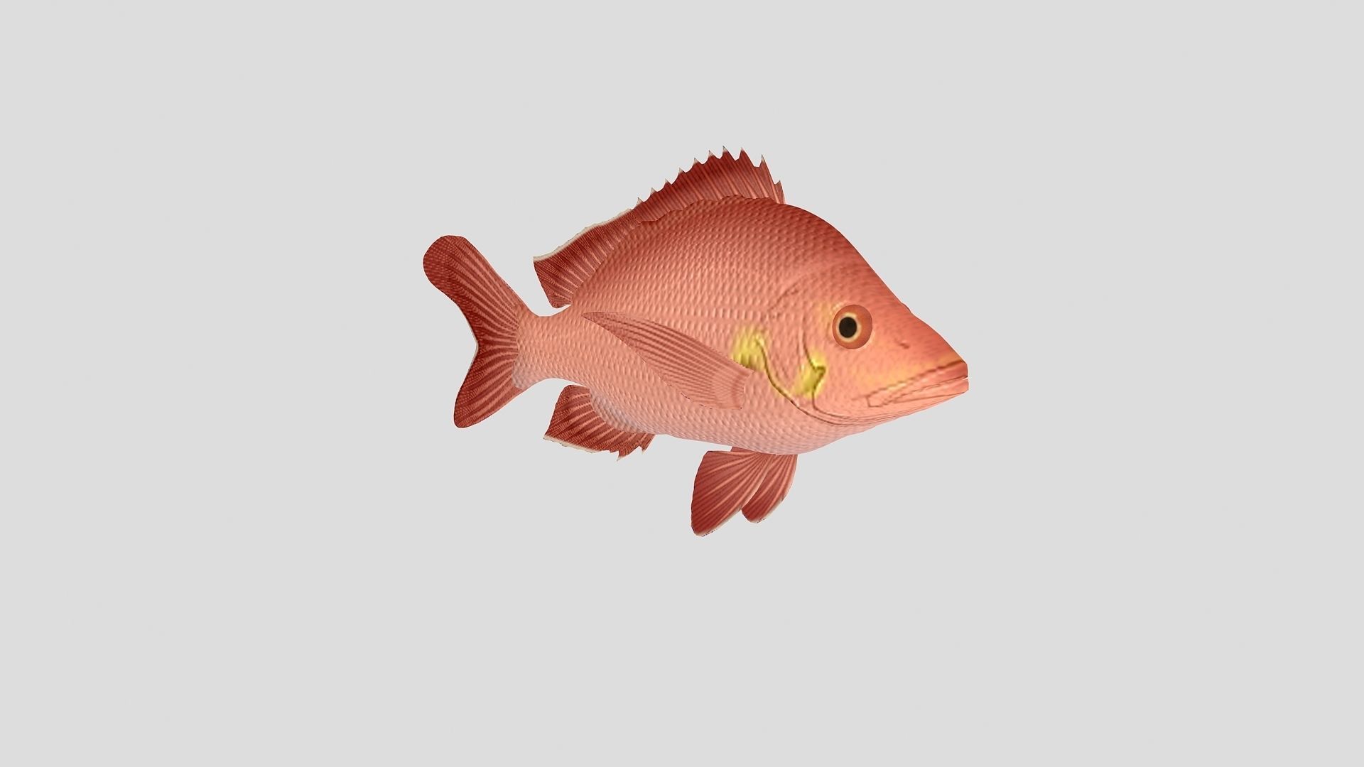 Fish Collection 02 Low-poly 3D model_9