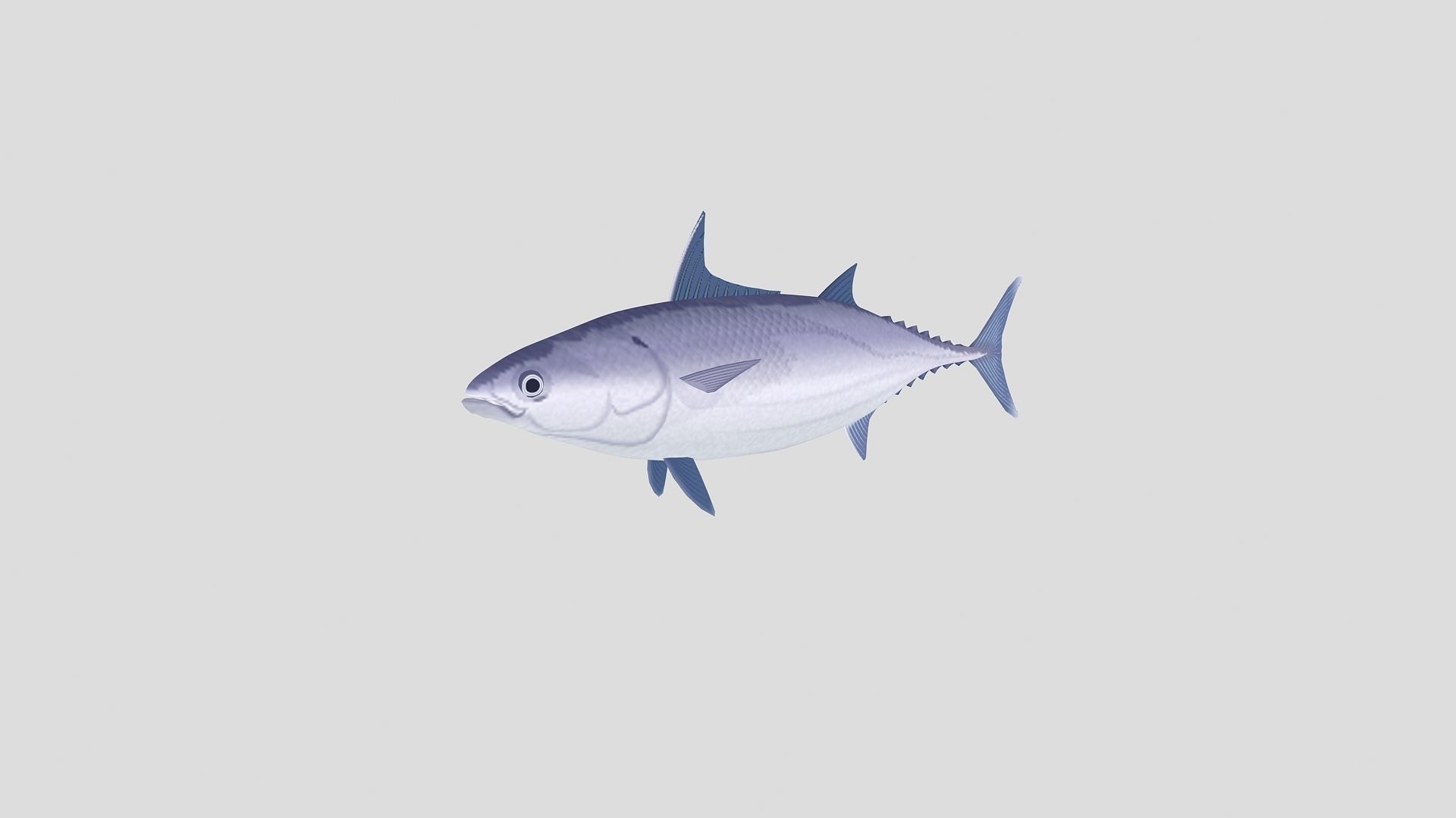 Fish Collection 02 Low-poly 3D model_4