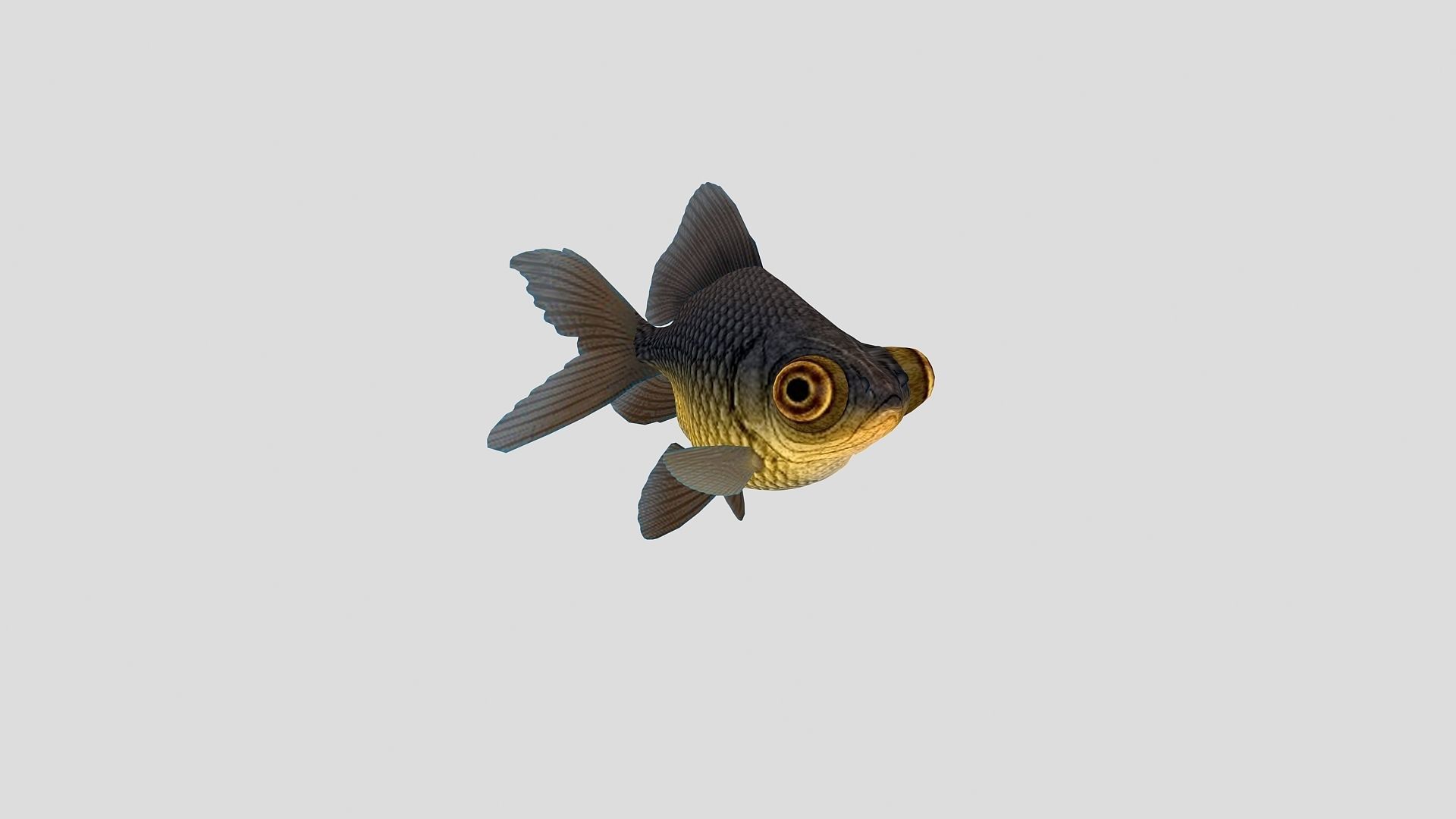 Fish Collection 02 Low-poly 3D model_7