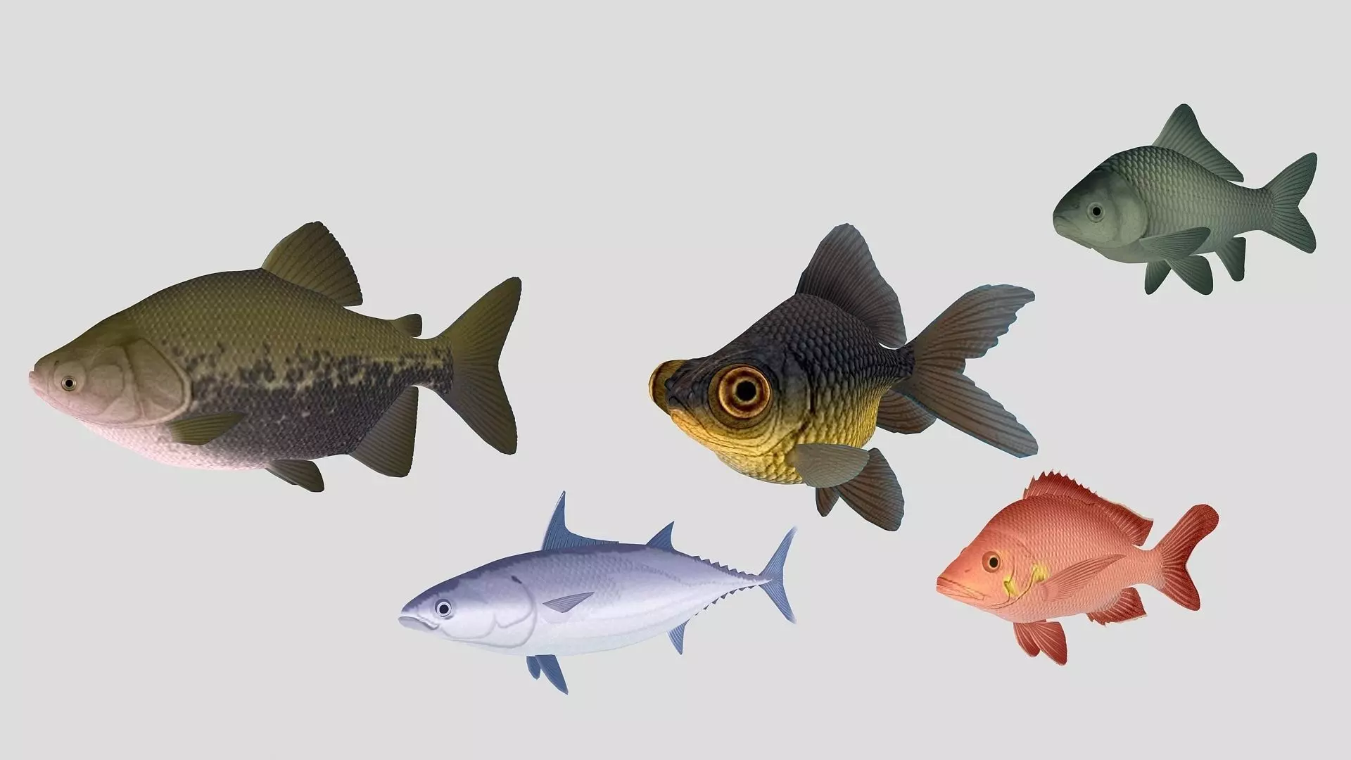 Fish Collection 02 Low-poly 3D model_0