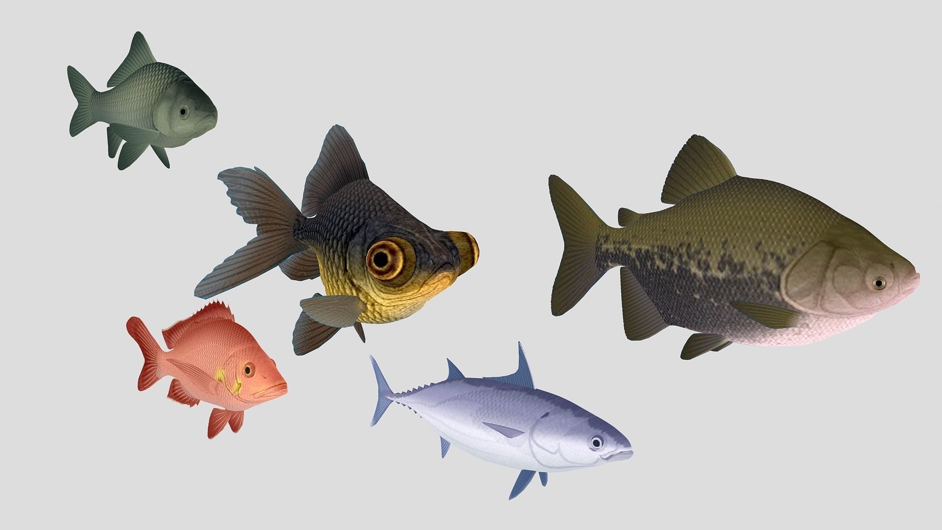 Fish Collection 02 Low-poly 3D model_1