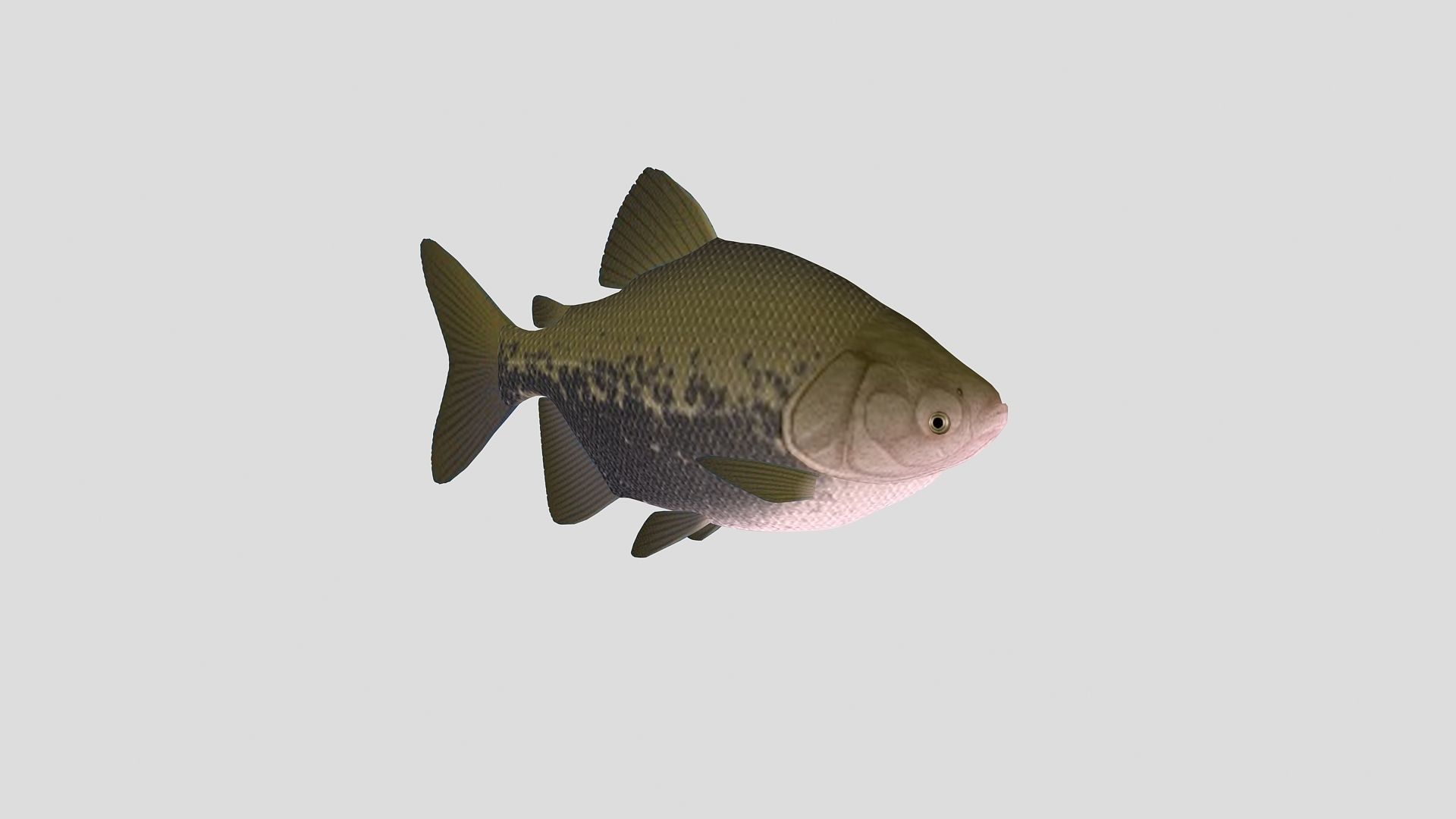 Fish Collection 02 Low-poly 3D model_3