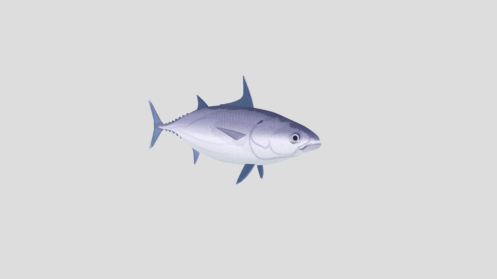 Fish Collection 02 Low-poly 3D model_5