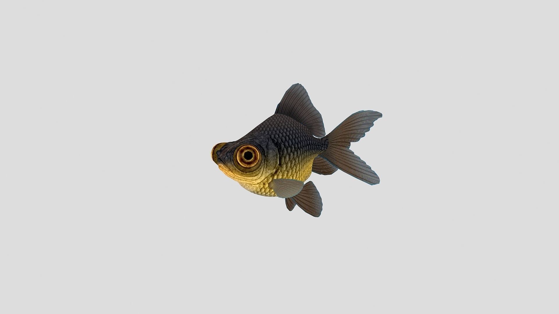 Fish Collection 02 Low-poly 3D model_6