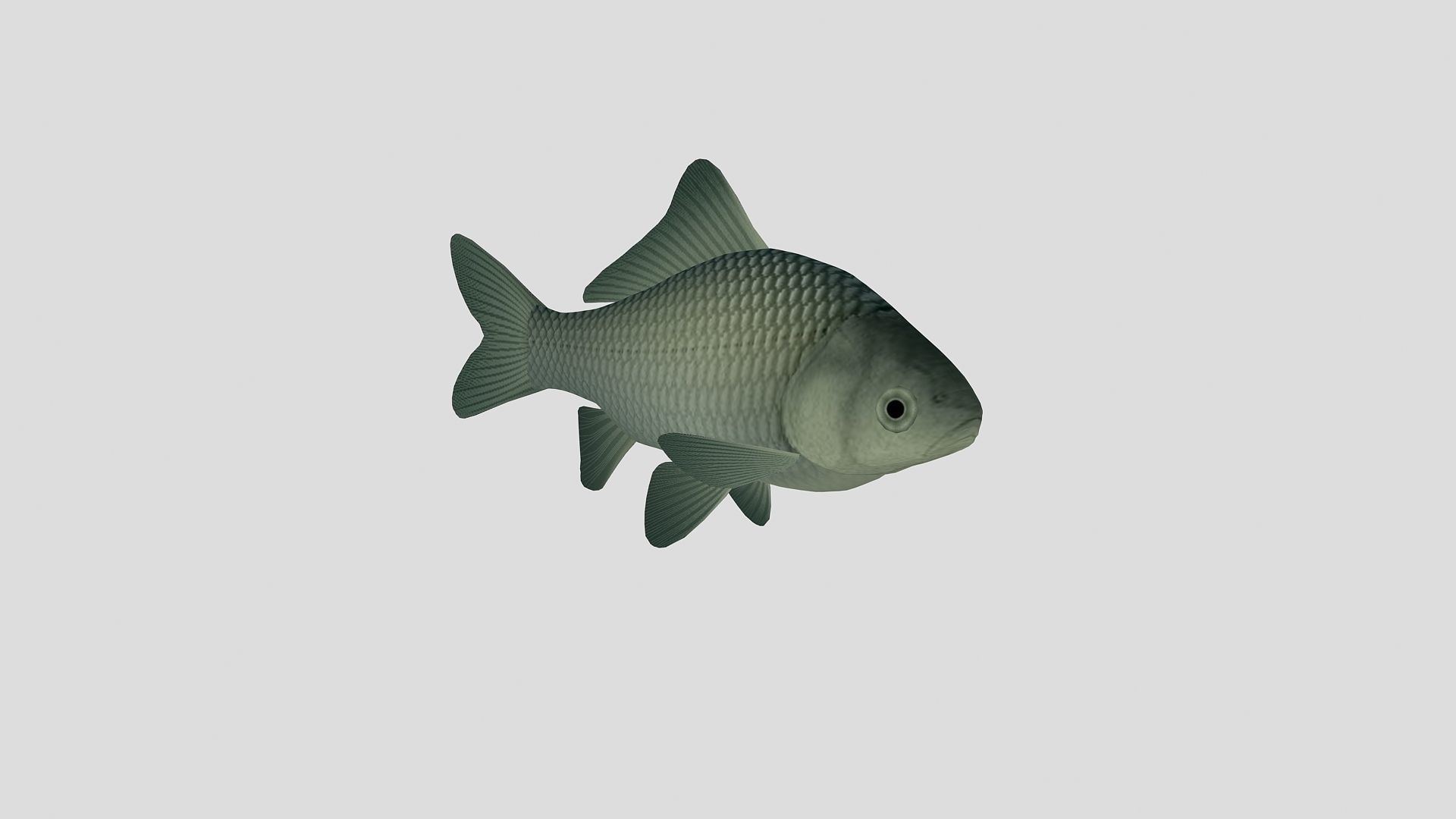 Fish Collection 02 Low-poly 3D model_11