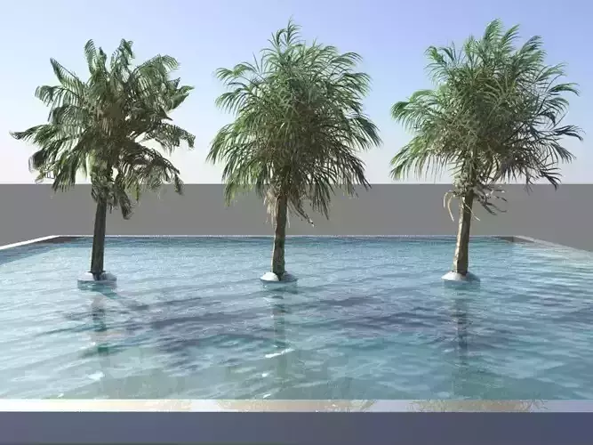 Palm pool 