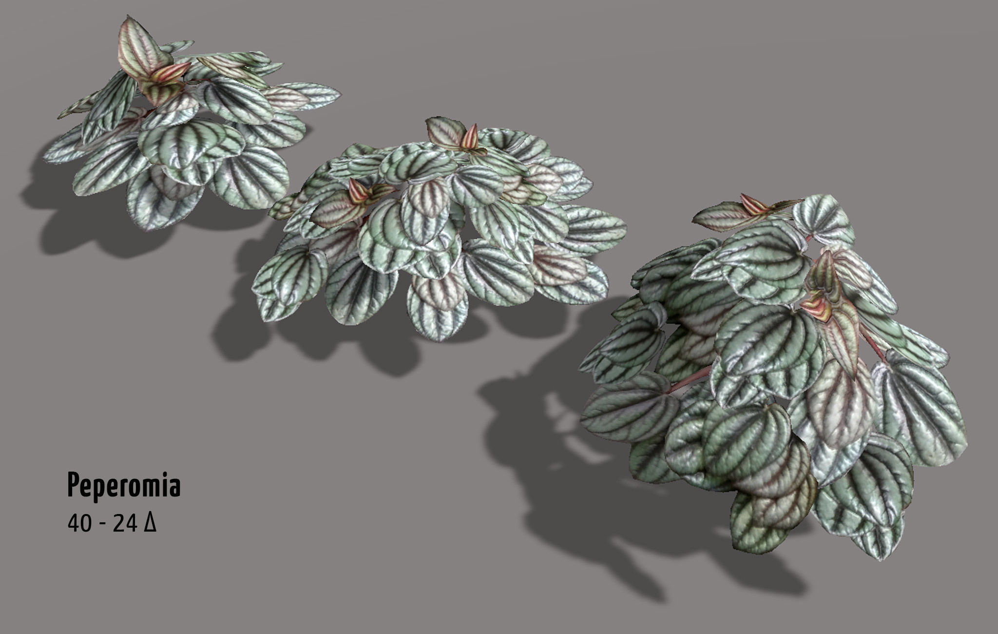 Garden Flowers and Herbs 2 Low-poly 3D model_6