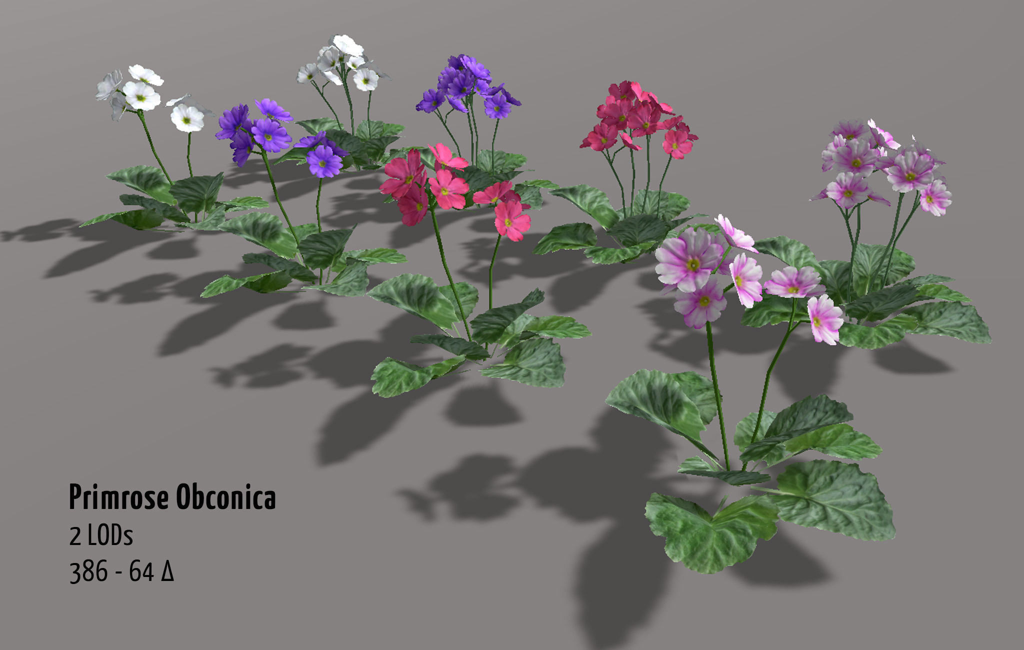 Garden Flowers and Herbs 2 Low-poly 3D model_5