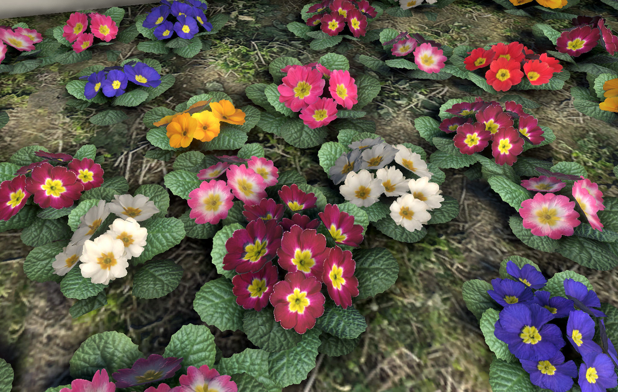 Garden Flowers and Herbs 2 Low-poly 3D model_9