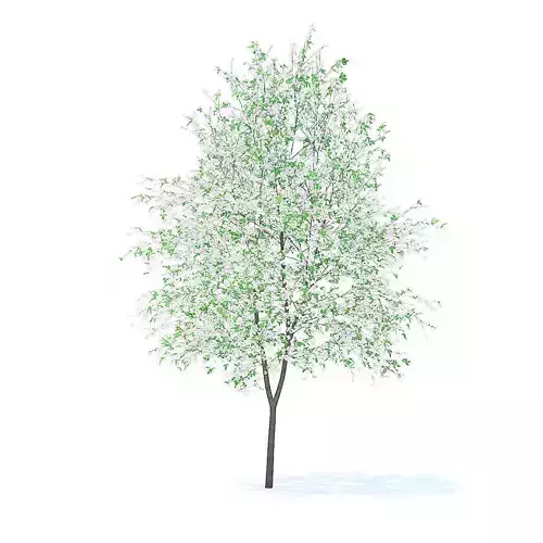 Orange Tree with Flowers 3D Model 6m