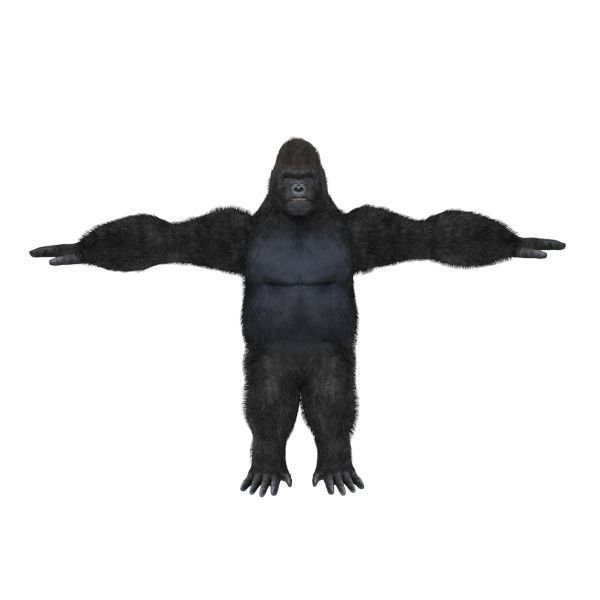 Gorilla Low-poly 3D model_3