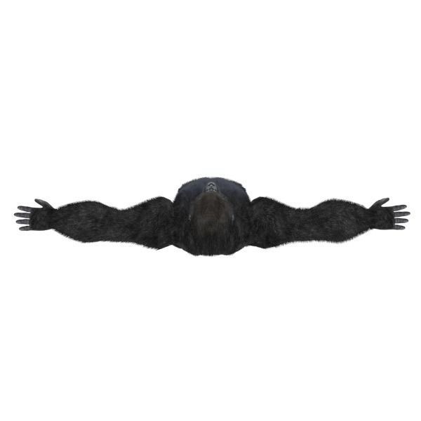 Gorilla Low-poly 3D model_2