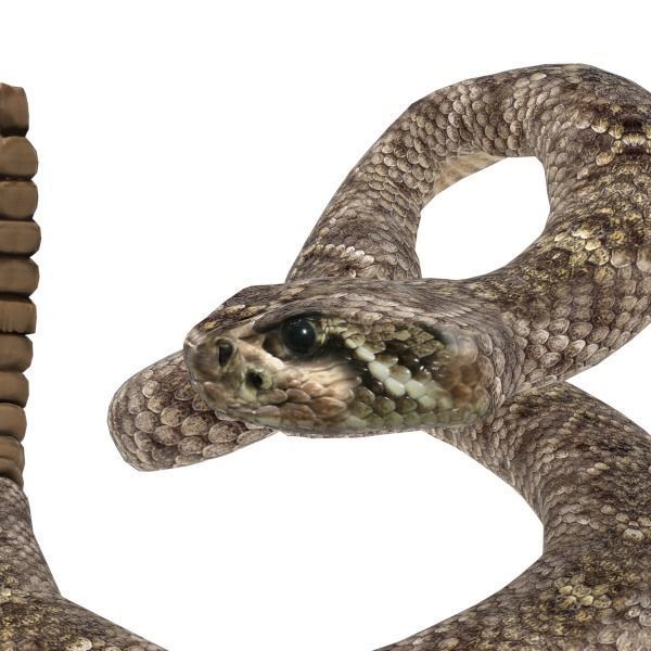 Rattlesnake Low-poly 3D model_2