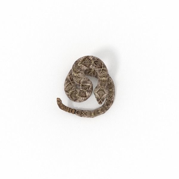 Rattlesnake Low-poly 3D model_5