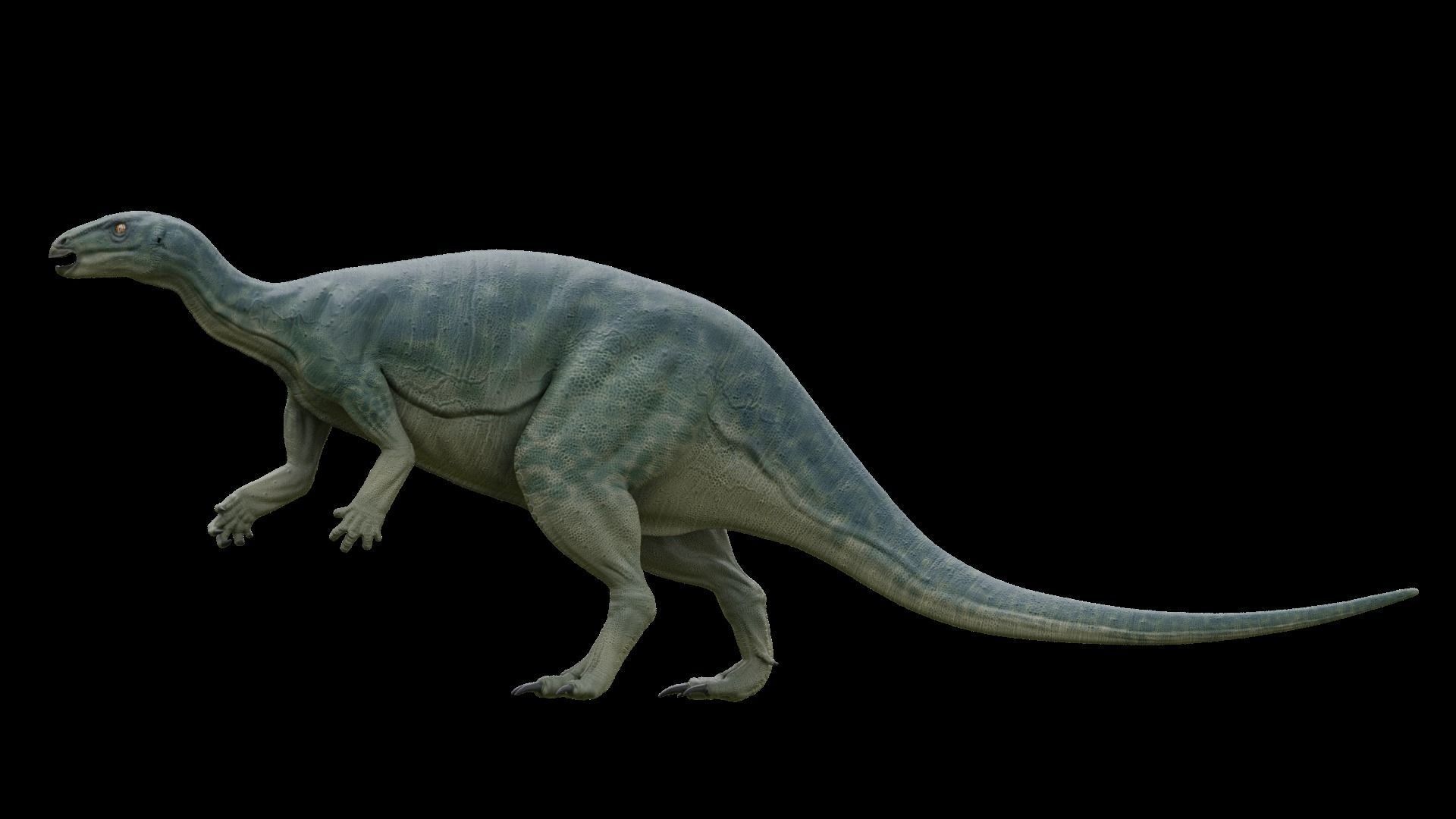 Camptosaurus dinosaur Low-poly 3D model_5