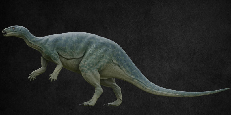 Jurassic Pack Low-poly 3D model_19