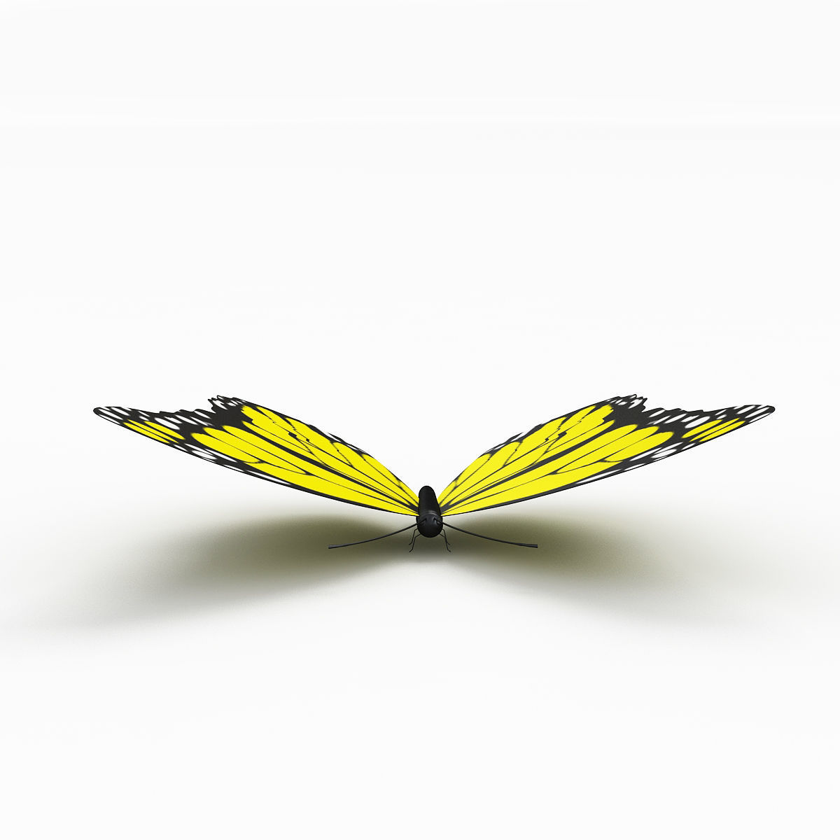 Butterfly 3D model_3