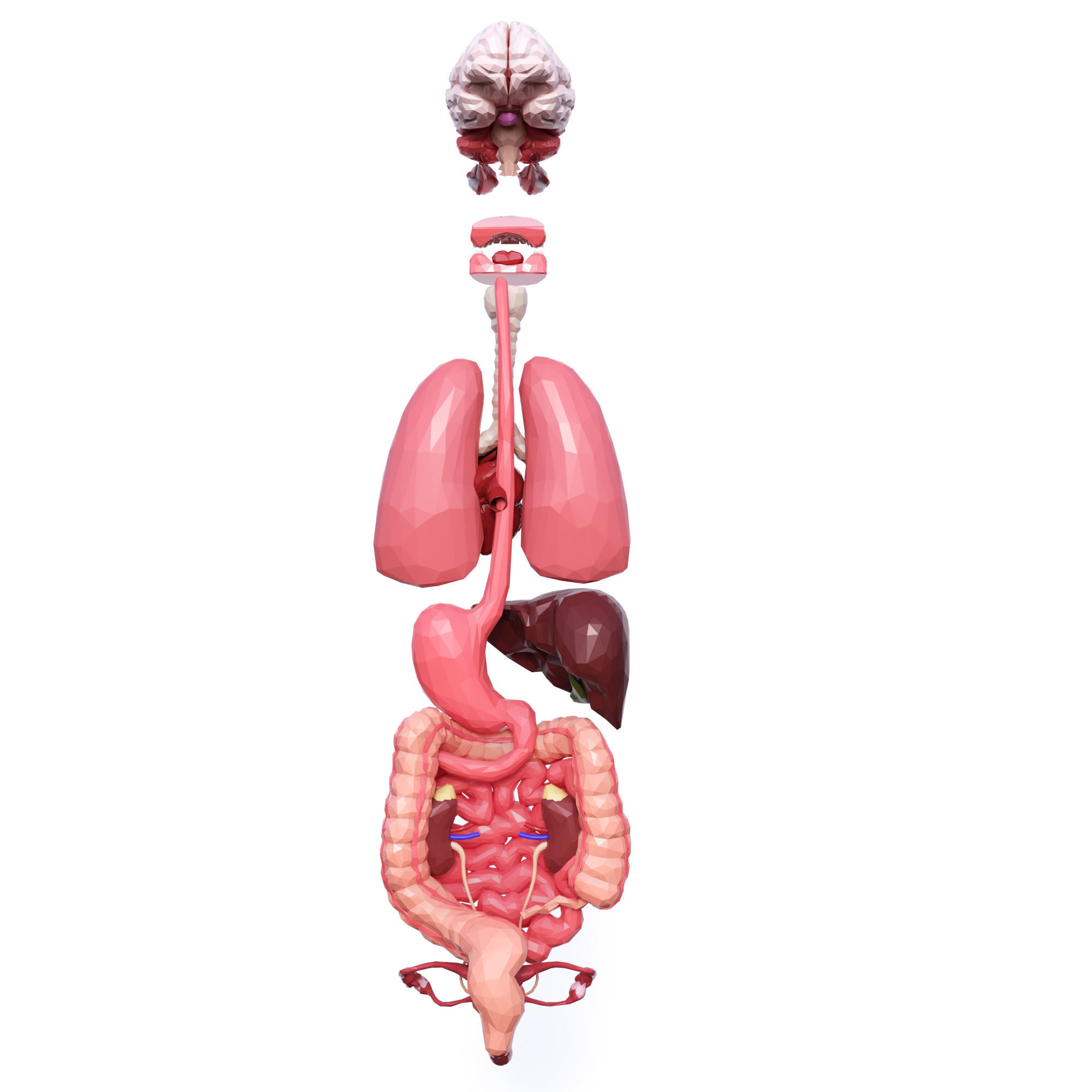 Internal Organs Low Poly Low-poly 3D model_5