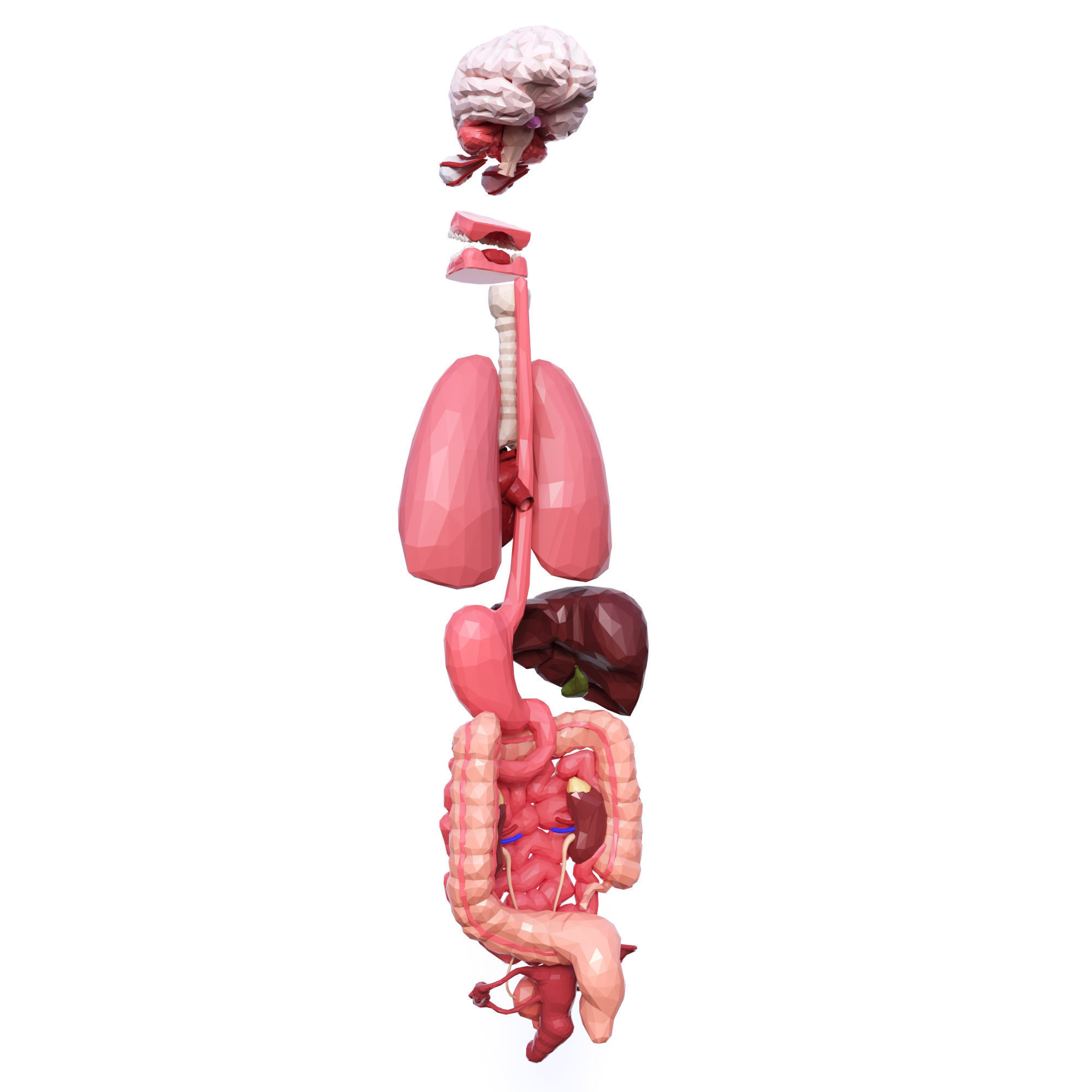 Internal Organs Low Poly Low-poly 3D model_4