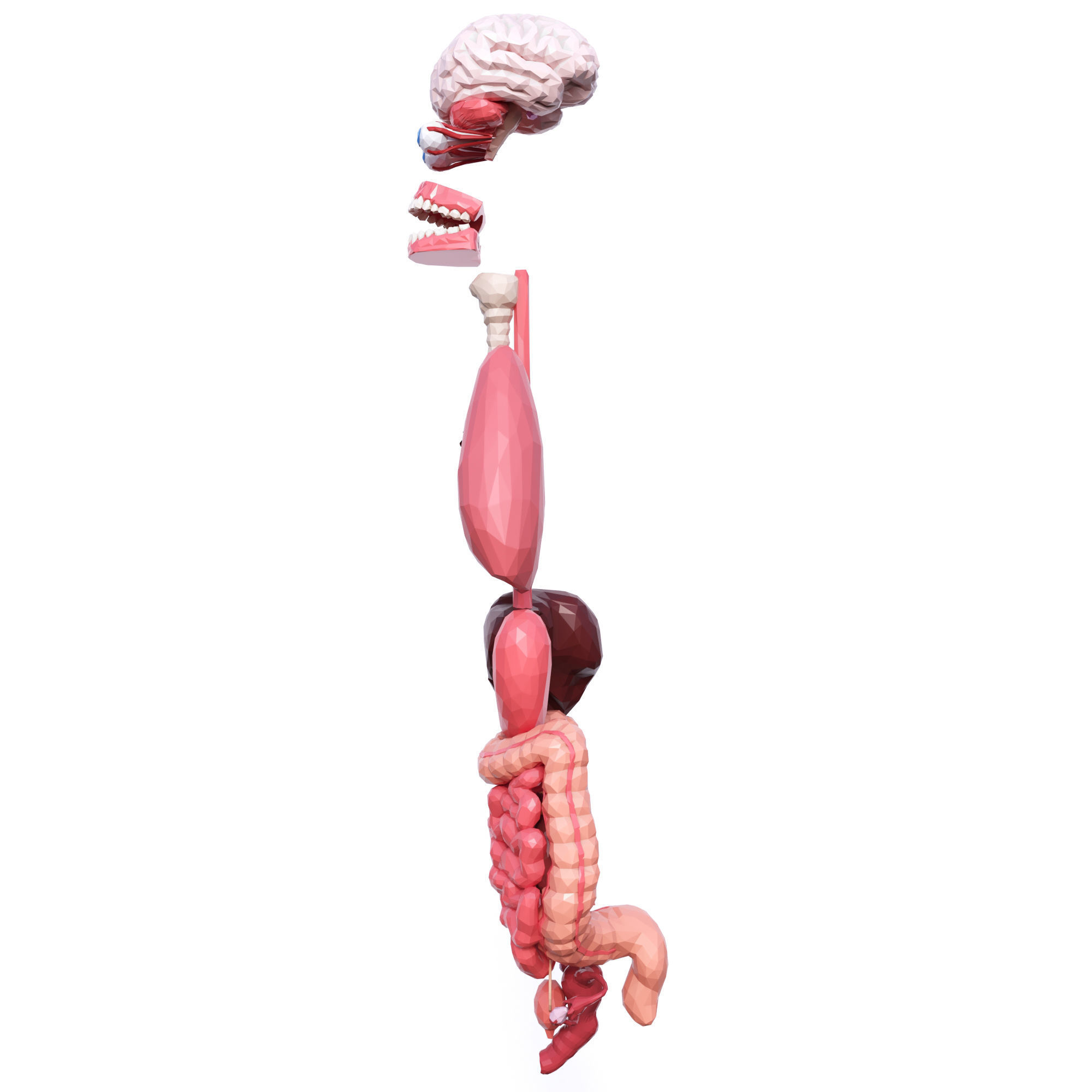 Internal Organs Low Poly Low-poly 3D model_3