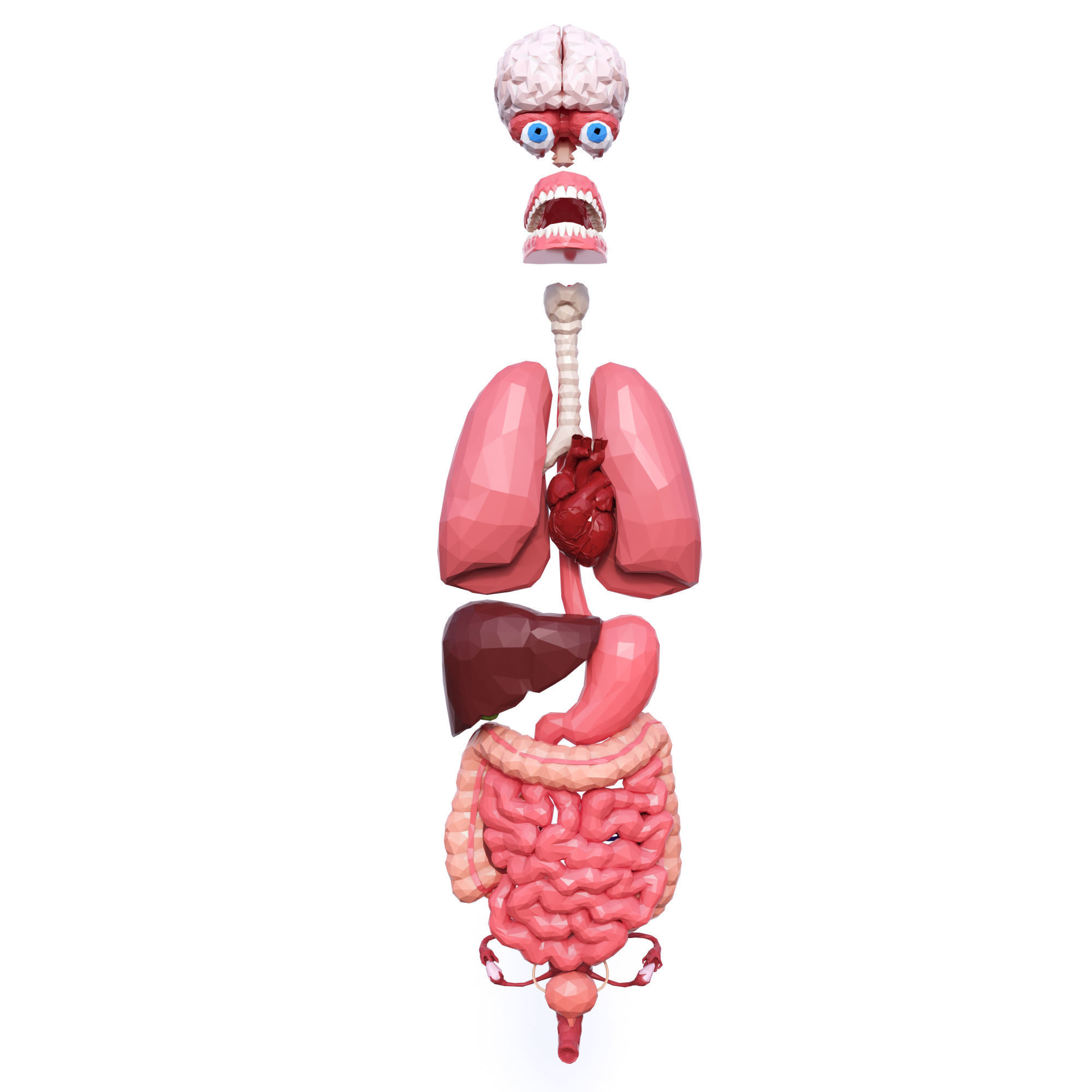 Internal Organs Low Poly Low-poly 3D model_1