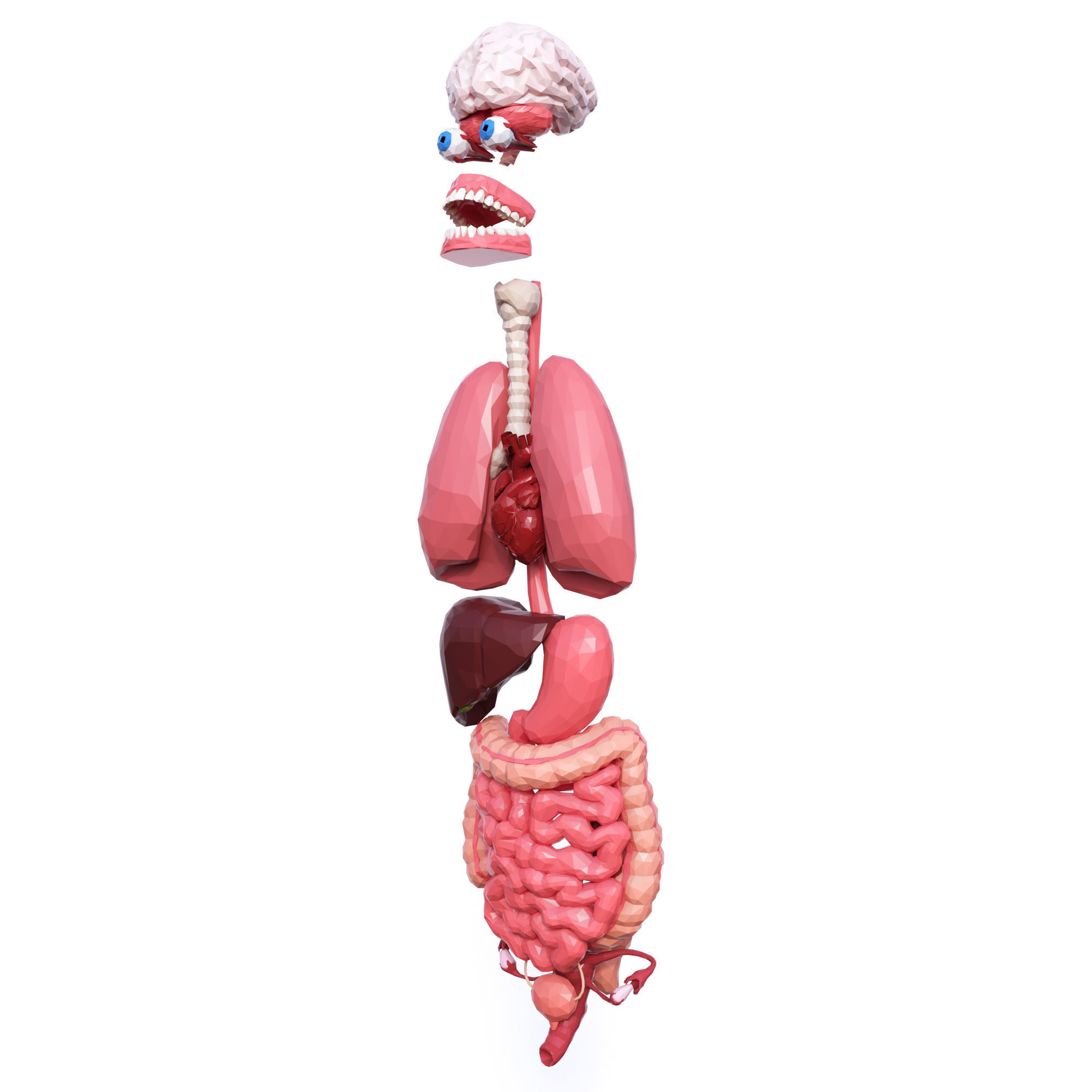 Internal Organs Low Poly Low-poly 3D model_2