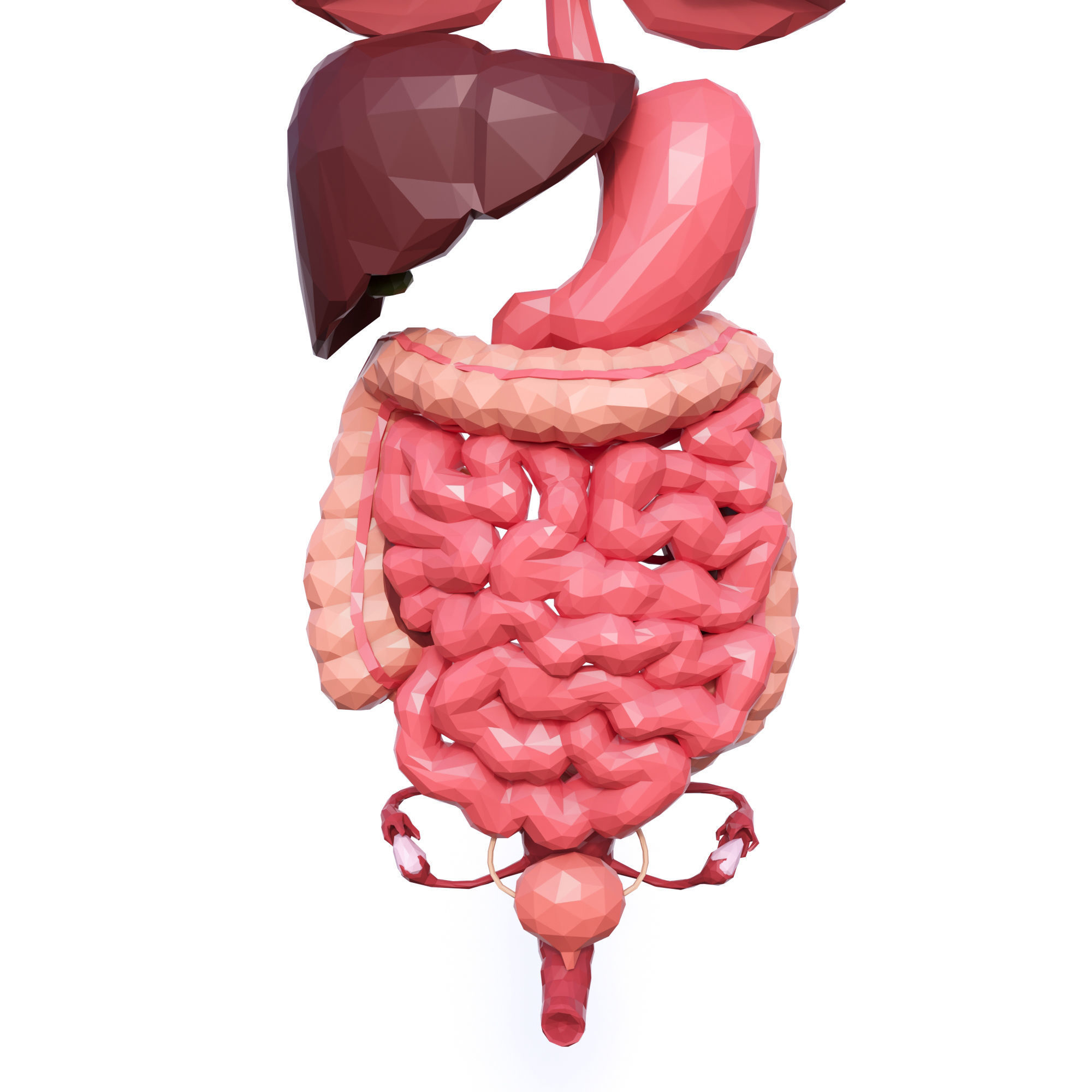 Internal Organs Low Poly Low-poly 3D model_6
