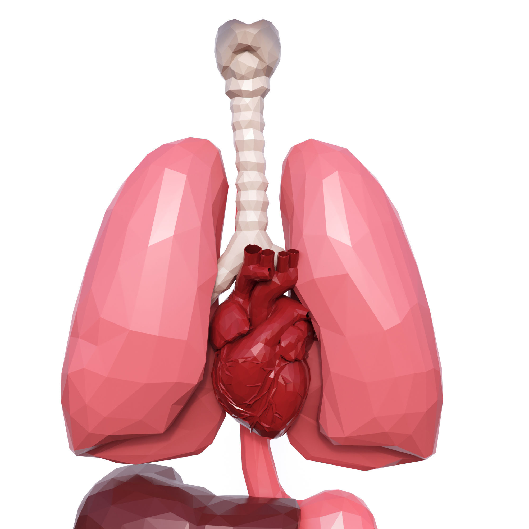 Internal Organs Low Poly Low-poly 3D model_7