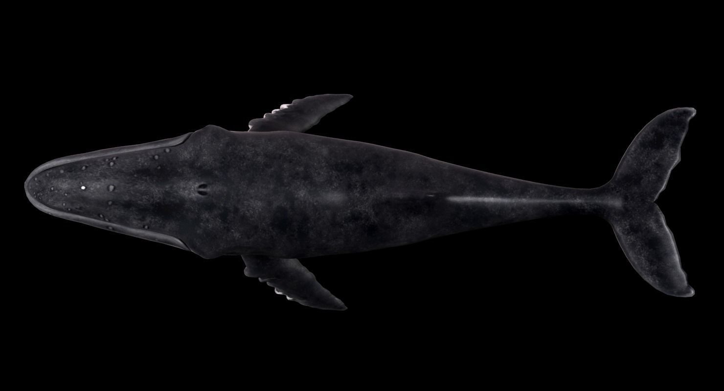 Humpback Whale - Megaptera Novaeangliae Low-poly 3D model_3