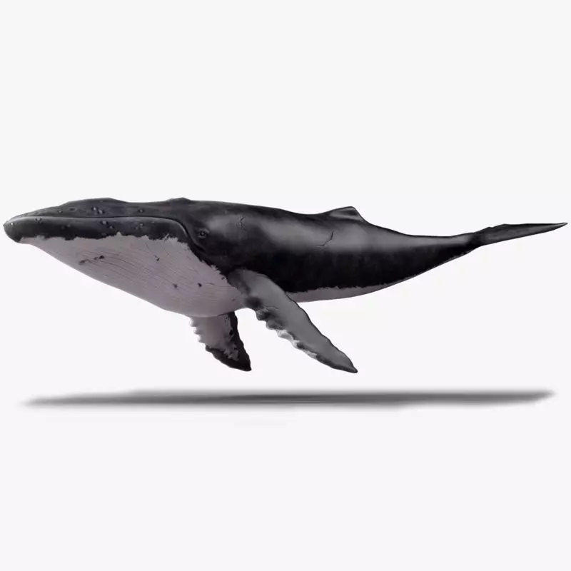 Humpback Whale - Megaptera Novaeangliae Low-poly 3D model_0