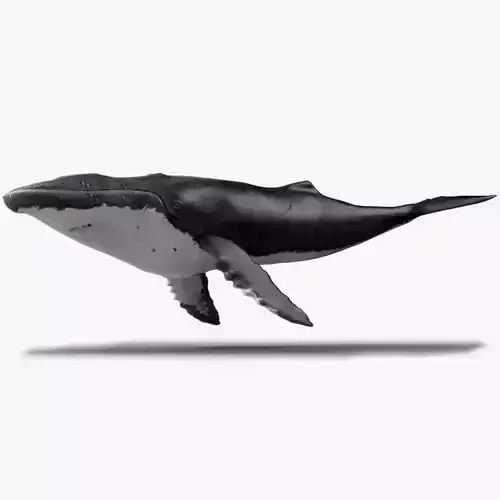 Humpback Whale - Megaptera Novaeangliae Low-poly 3D model