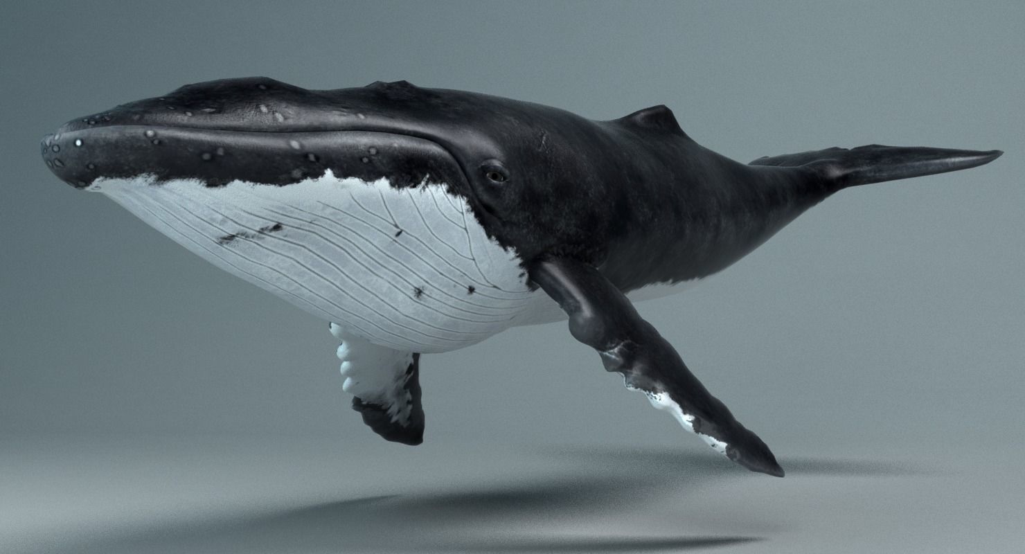 Humpback Whale - Megaptera Novaeangliae Low-poly 3D model_1